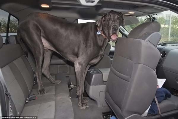dog1 Самая большая собака в мире3