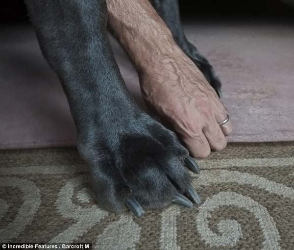 dog1 Самая большая собака в мире4