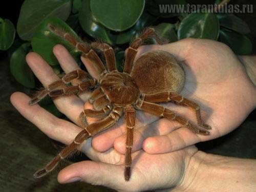 Theraphosa_blondi_3_foto терафоза Блонда